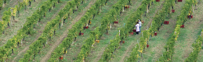 VIGNA-3-RACCOLTO