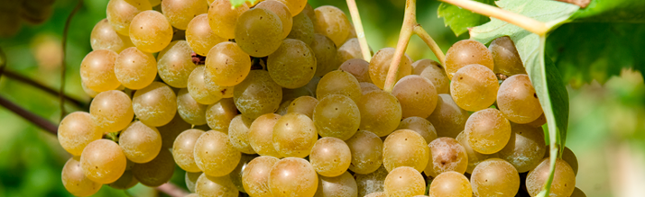 VIGNA-4-GRECO